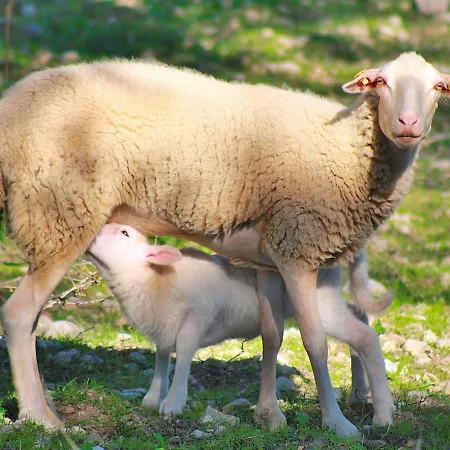 108 Son Morey Tarongers Etv14340 By Mallorca Charme Vakantiehuis Can Picafort (Mallorca)