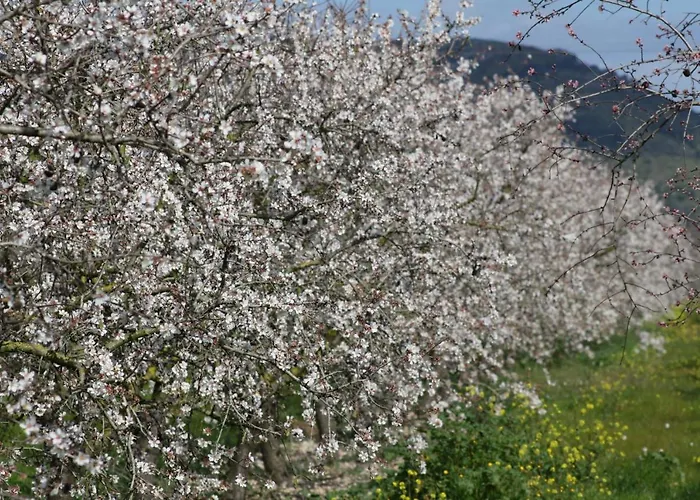 Vakantiehuis 108 Son Morey Tarongers Etv14340 By Mallorca Charme Can Picafort (Mallorca)