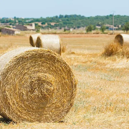 Holiday home 108 Son Morey Tarongers Etv14340 By Mallorca Charme Can Picafort (Mallorca)