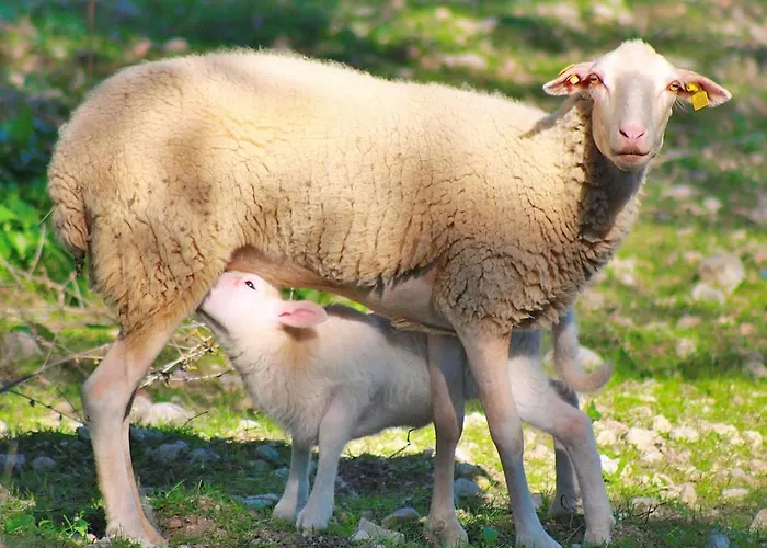 108 Son Morey Tarongers Etv14340 By Mallorca Charme Holiday home Can Picafort (Mallorca)